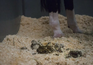 Over 150 megawatt hours of energy was created from the 100 tons of manure collected from competing horses during the four-day event in the Finnish capital ©FEI Satu Pirinen