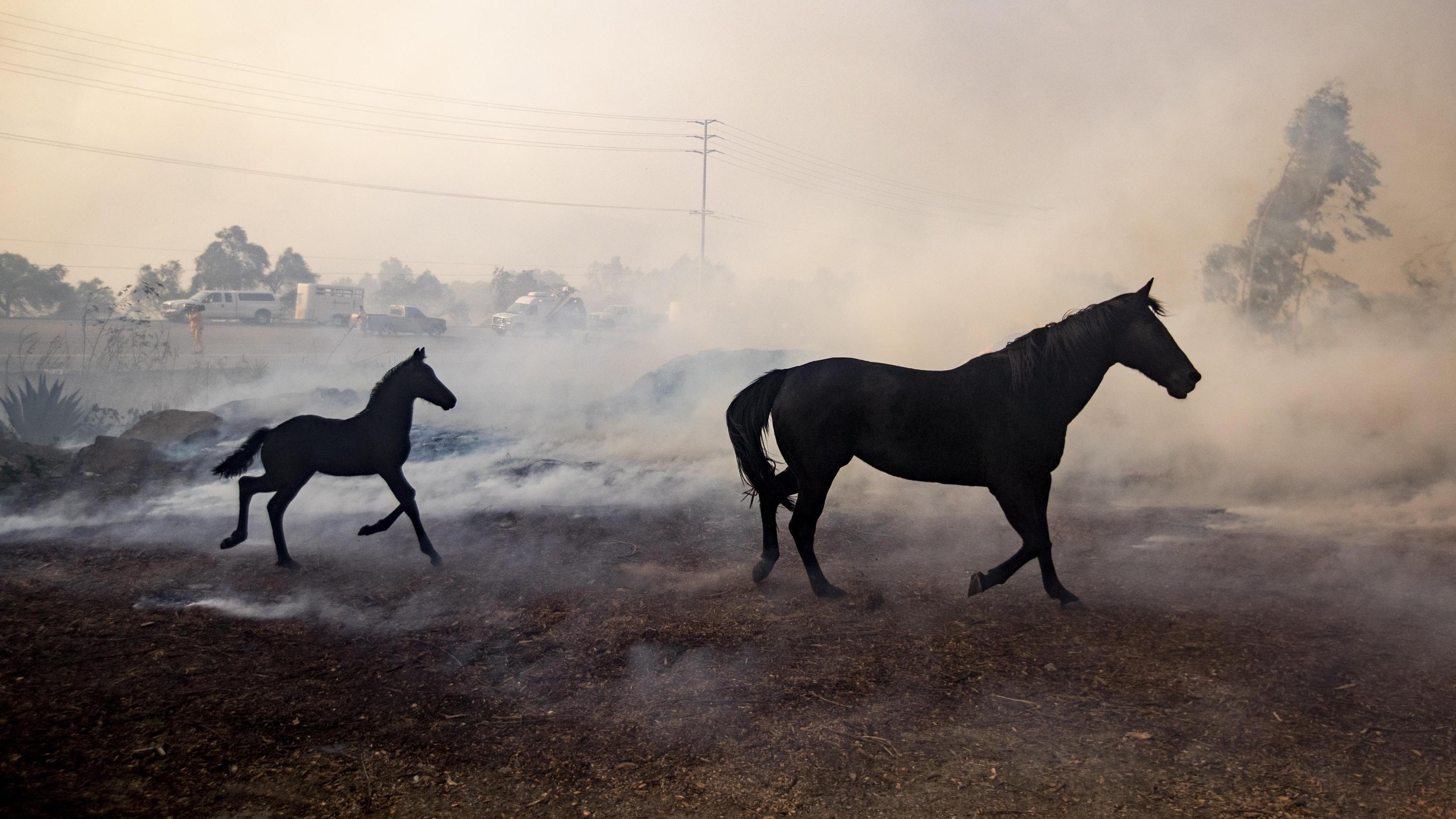 La California brucia, i suoi cavalli scappano: quando possono