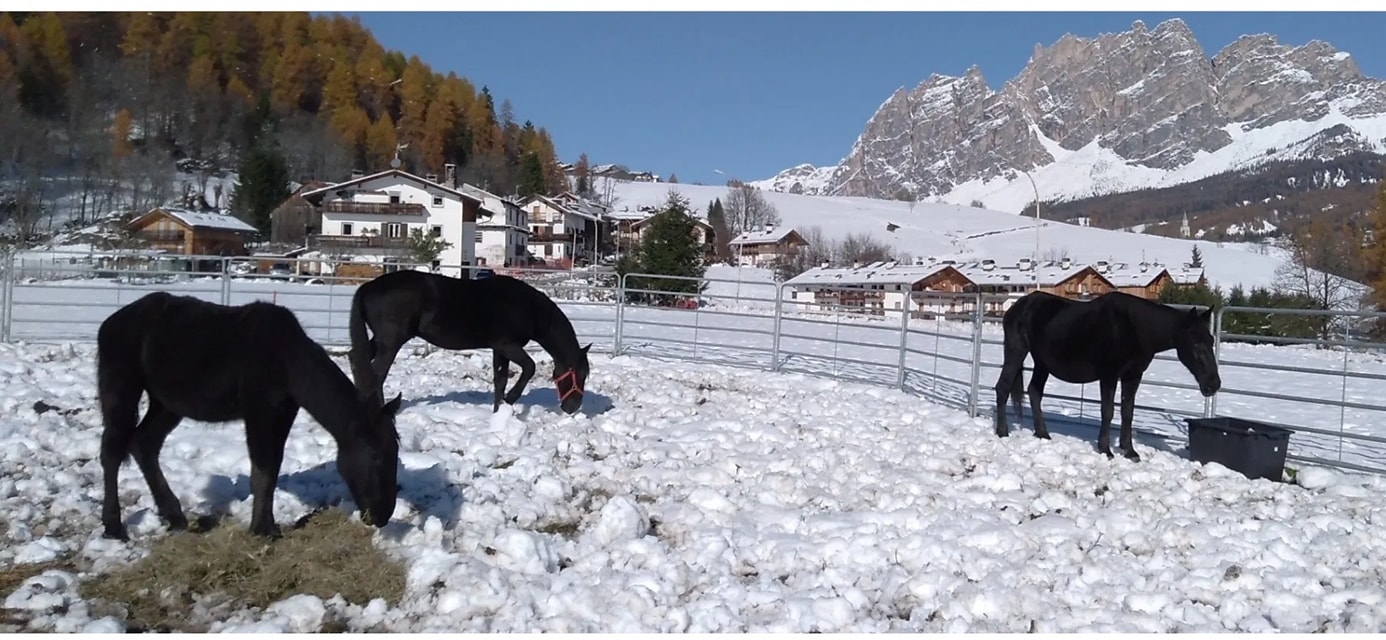 I cavalli di Cortina stanno bene