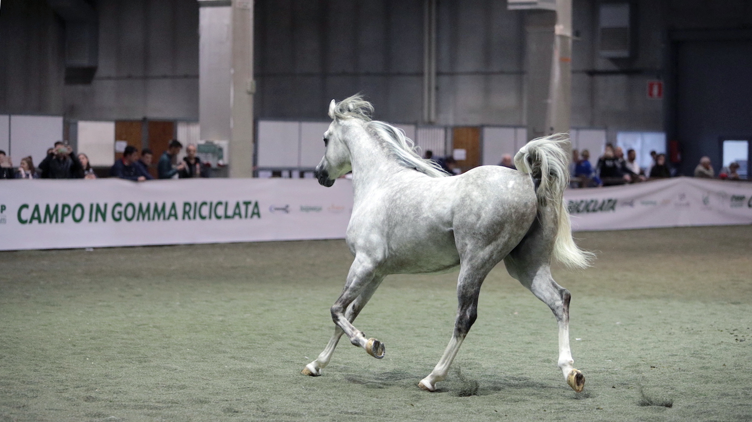 Ecopnues, gomma riciclata per il benessere di cavalli e cavalieri