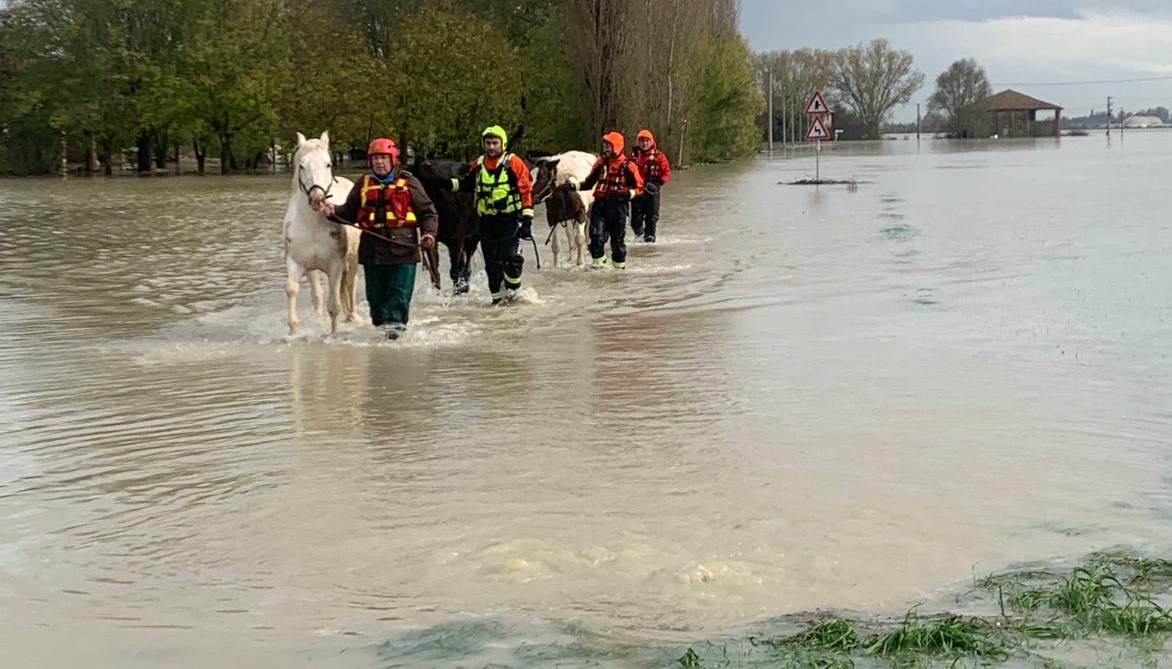 Bologna, l’Idice esonda e fa un disastro, sette cavalli salvati dalle acque e in cerca di stallo: chi può dare una mano?