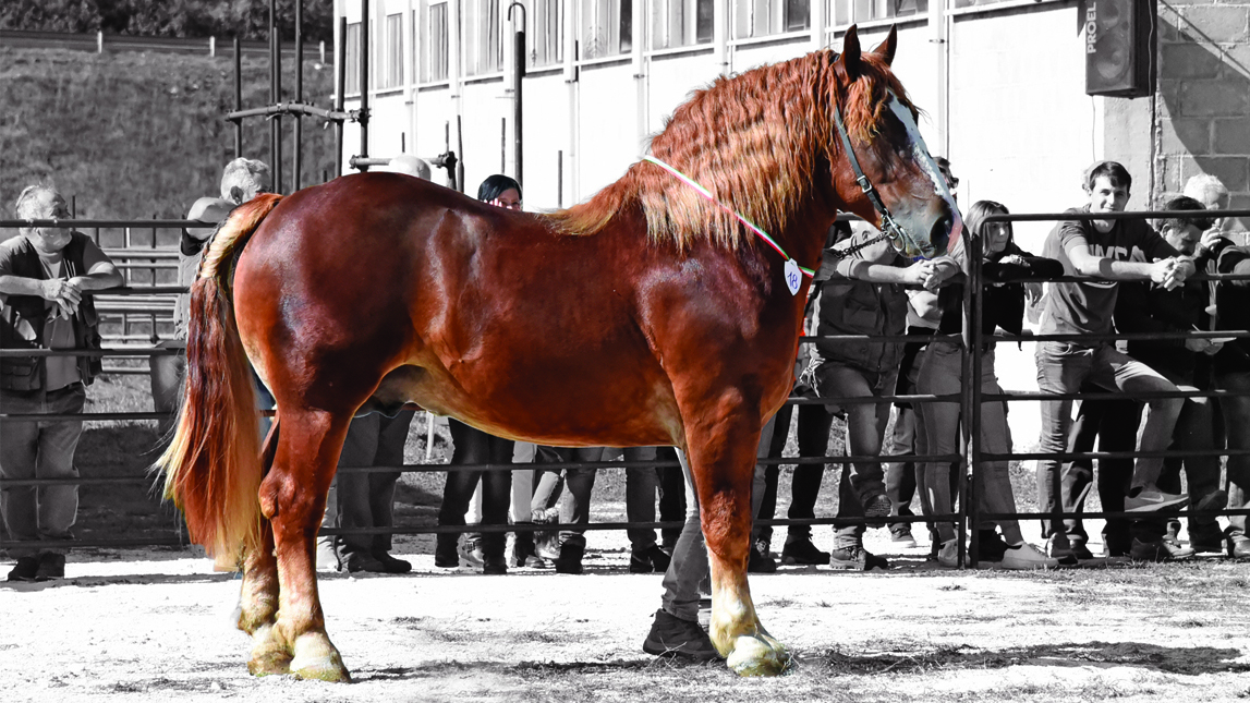 Nigel Cds, testimonial del progetto Biodiversitá della Facolta di Veterinaria di Teramo ©Annalisa Parisi