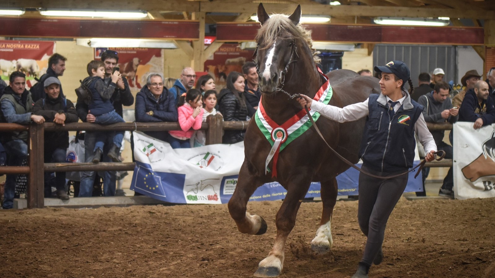 Anacaitpr sceglie Nike: è lui lo stallone di punta per i Cavalli Agricoli Italiani da tiro pesante rapido