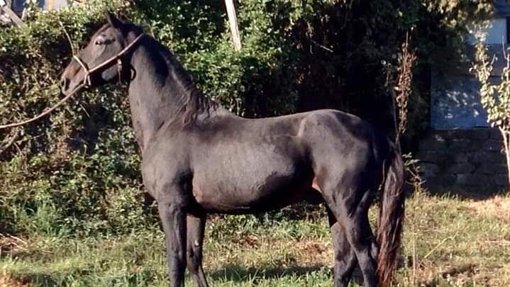 Dalla tradizione al futuro: un’altra lista per i cavalli Maremmani