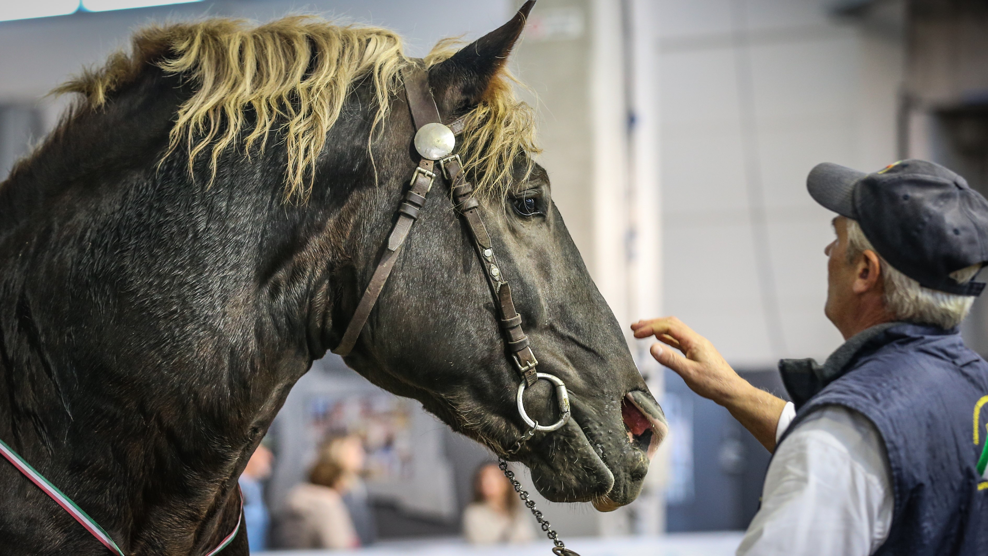 I Caitpr giocano in casa a Fieracavalli 2019