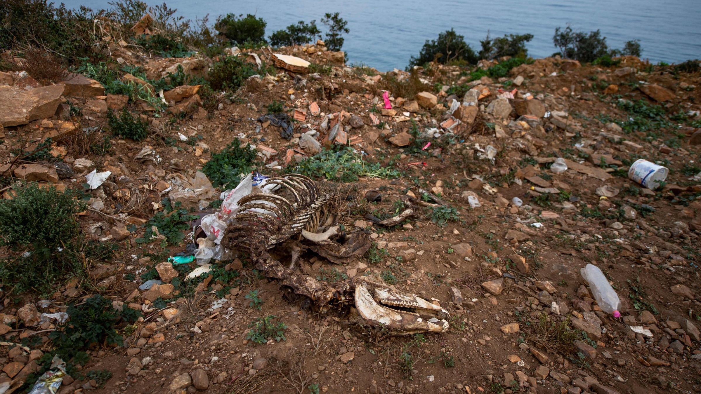 Turchia: epidemia di morva a Buyukada, l’isola dei cavalli