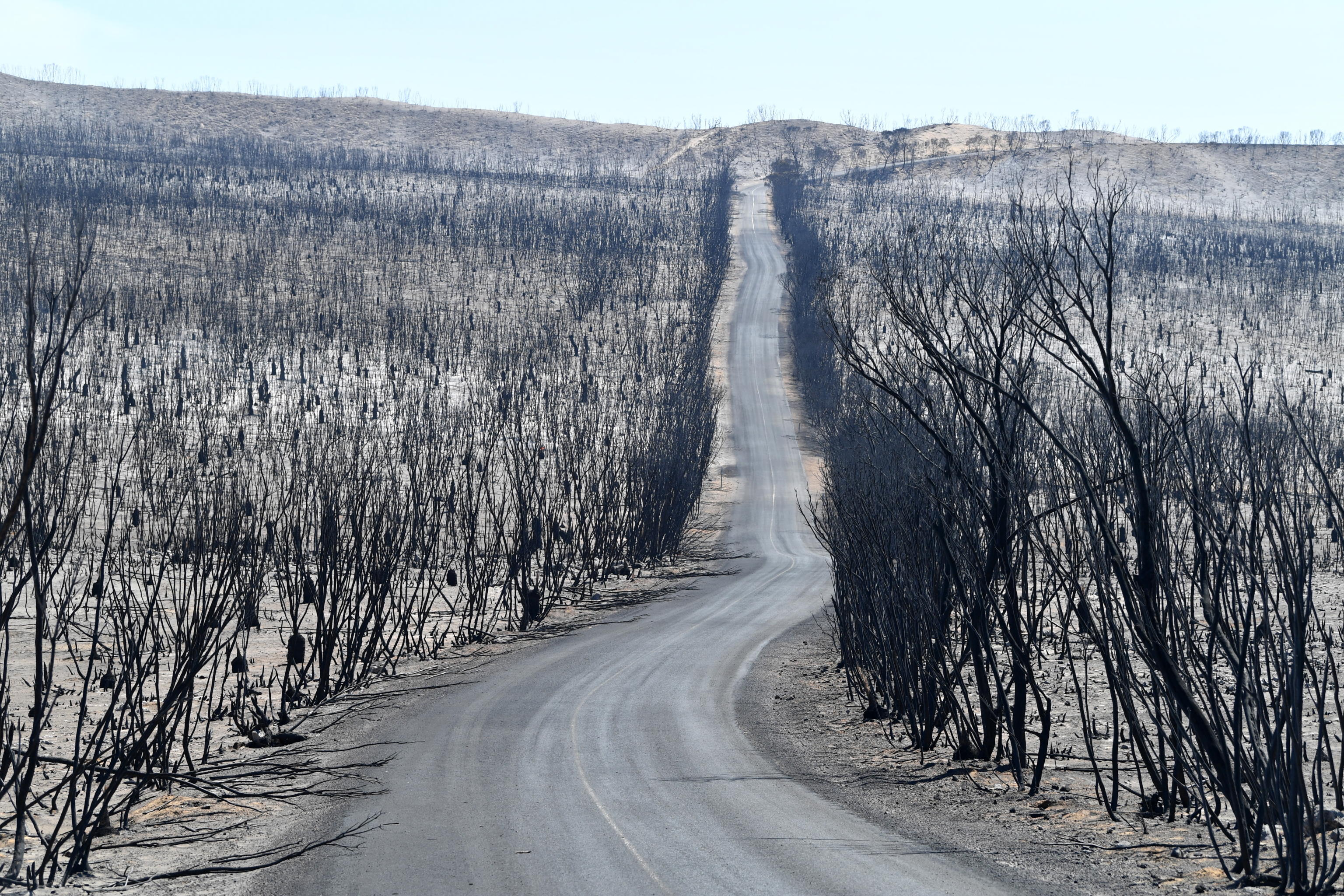 Dal fuoco alla condivisione: vet australiana mette a disposizione ricerca sui cavalli ustionati