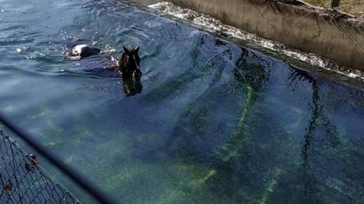 Bergamo, cavallo cade nel canale che va verso la centrale idroelettrica: è salvo