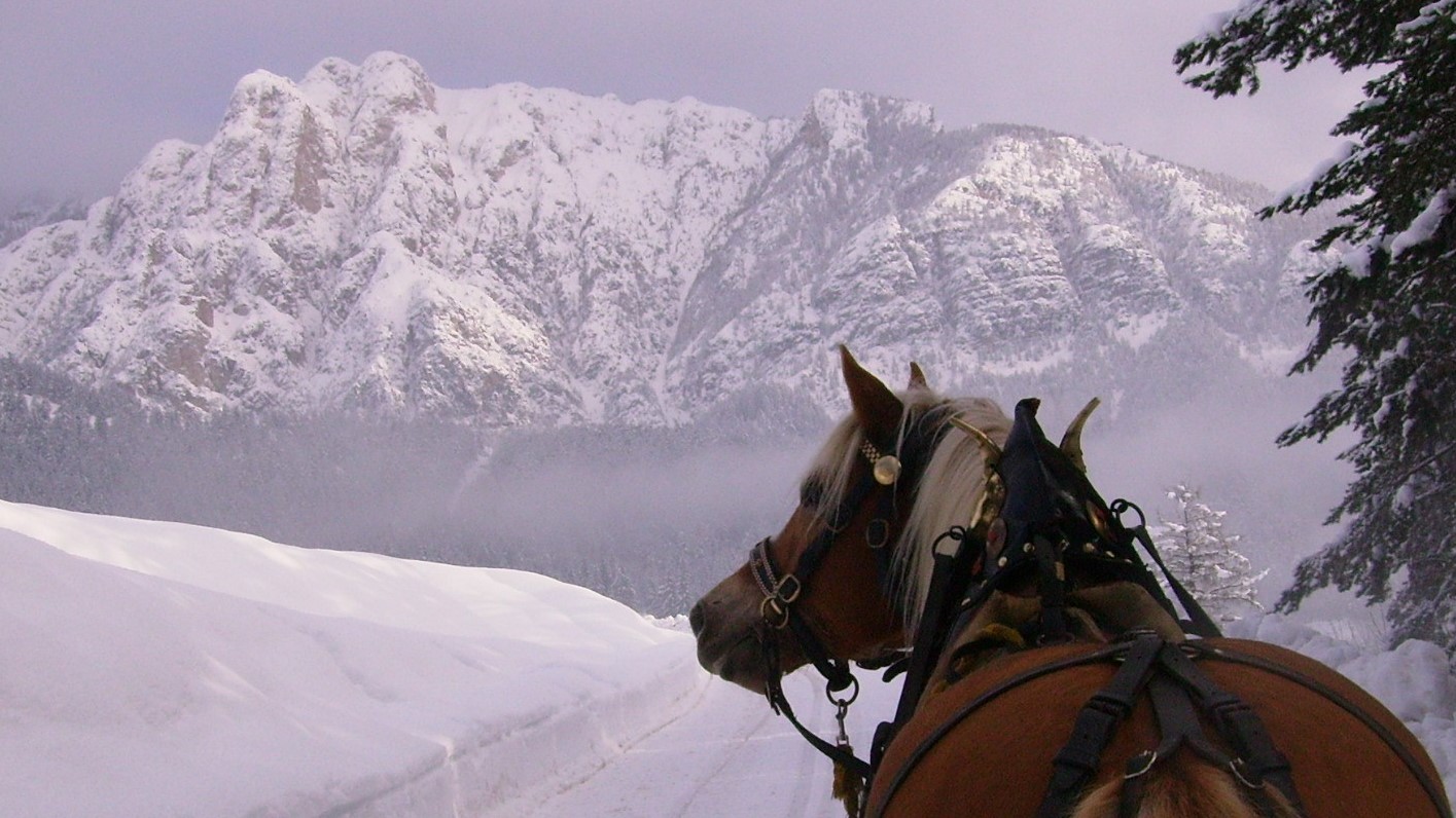 Lassù sulle montagne: Haflinger Club Fassa & Fiemme