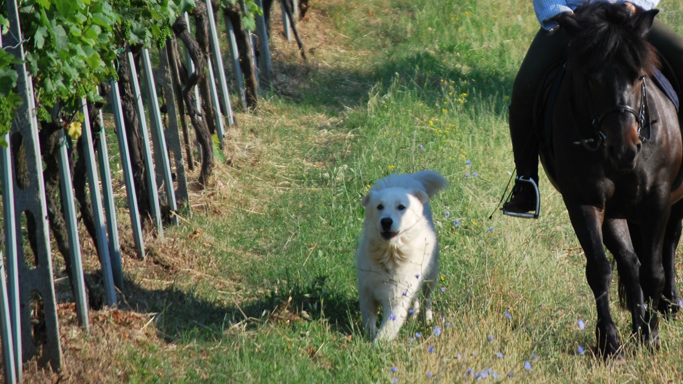 Cani e cavalli: un patrimonio d’amore