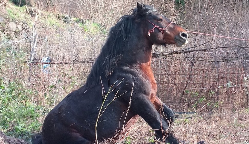 Genova: addormentato per sempre il cavallo Bardigiano caduto in Val Graveglia