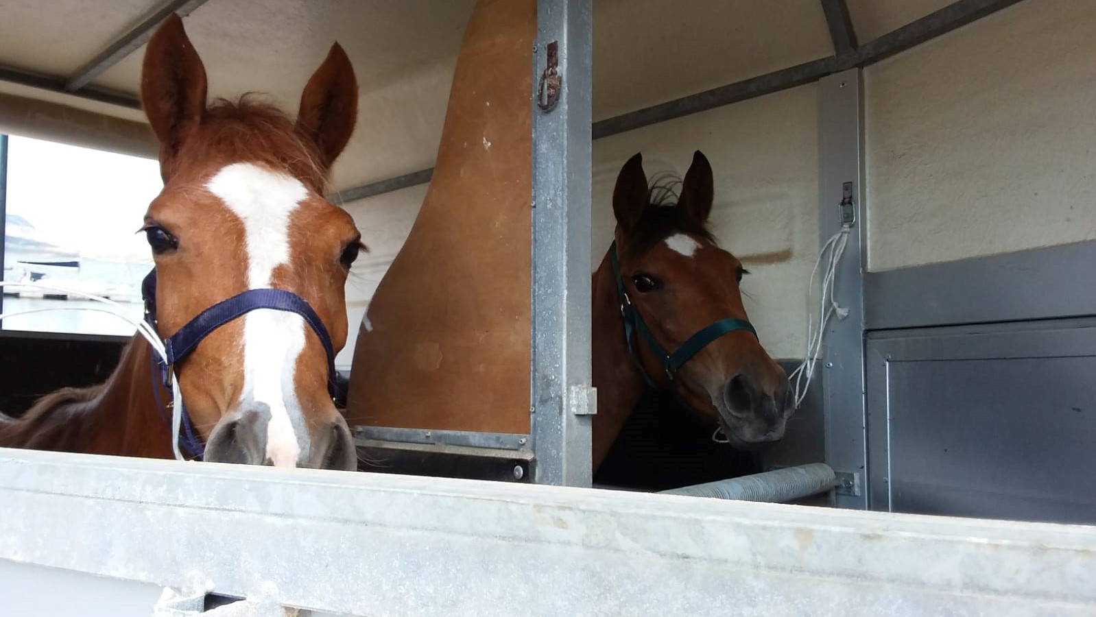 Il tuo prossimo cavallo? magari potrà venire dall’Asinara: leggi il bando per l’affido dei puledri nati sull’isola
