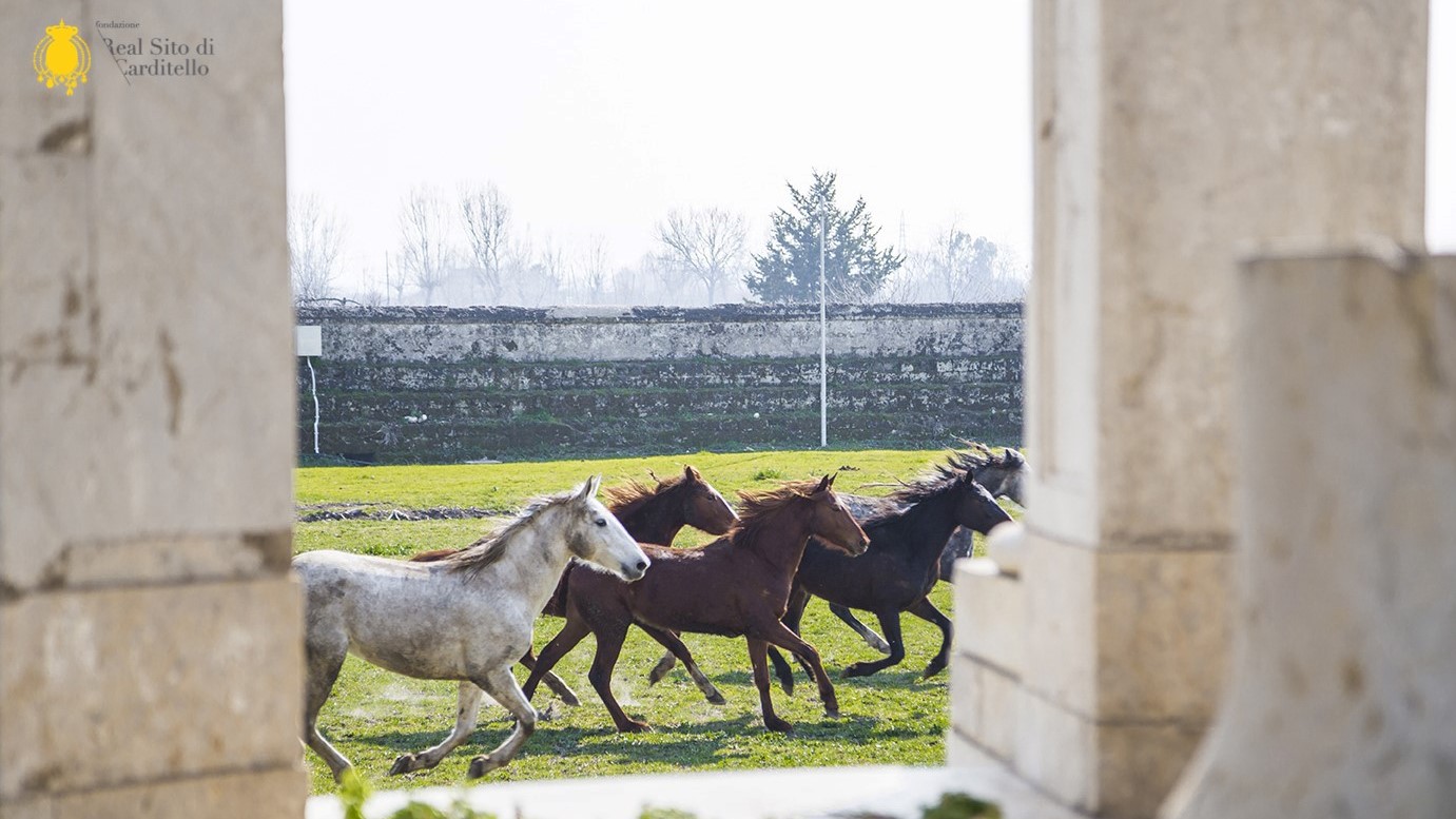 Carrozze, cavalli, mongolfiere e carnevale: a Carditello ogni scherzo vale!