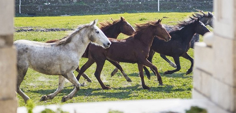 Carrozze, cavalli, mongolfiere e carnevale: a Carditello ogni scherzo vale!