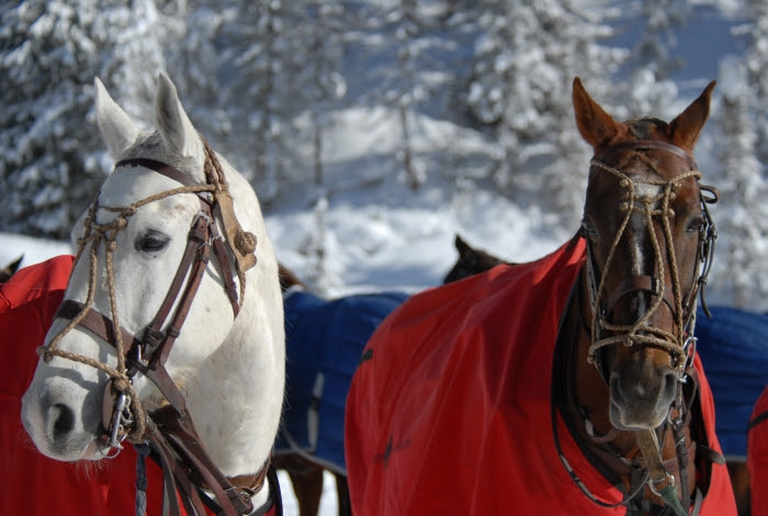 ©EquiEquipe
