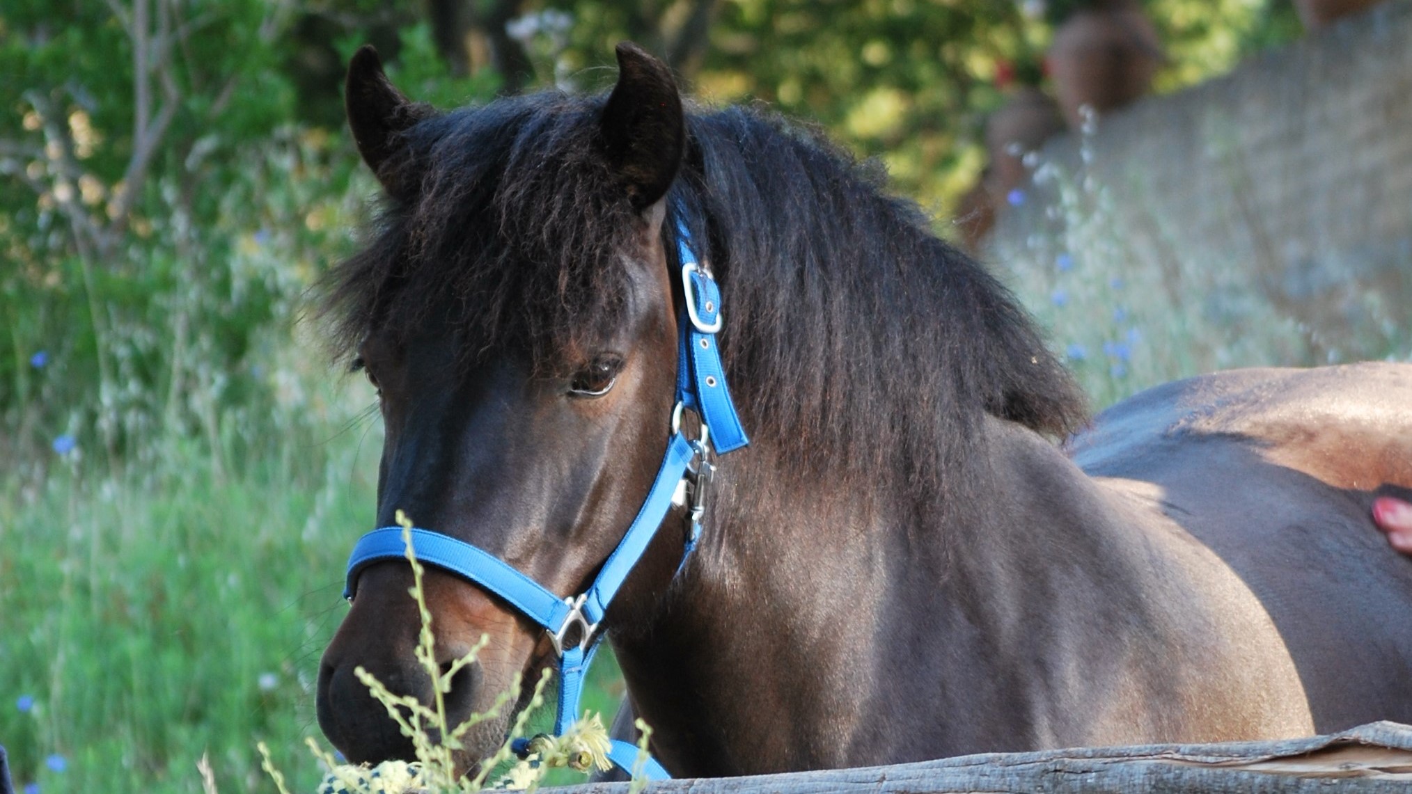 Il cavallo Bardigiano: un concentrato di qualità