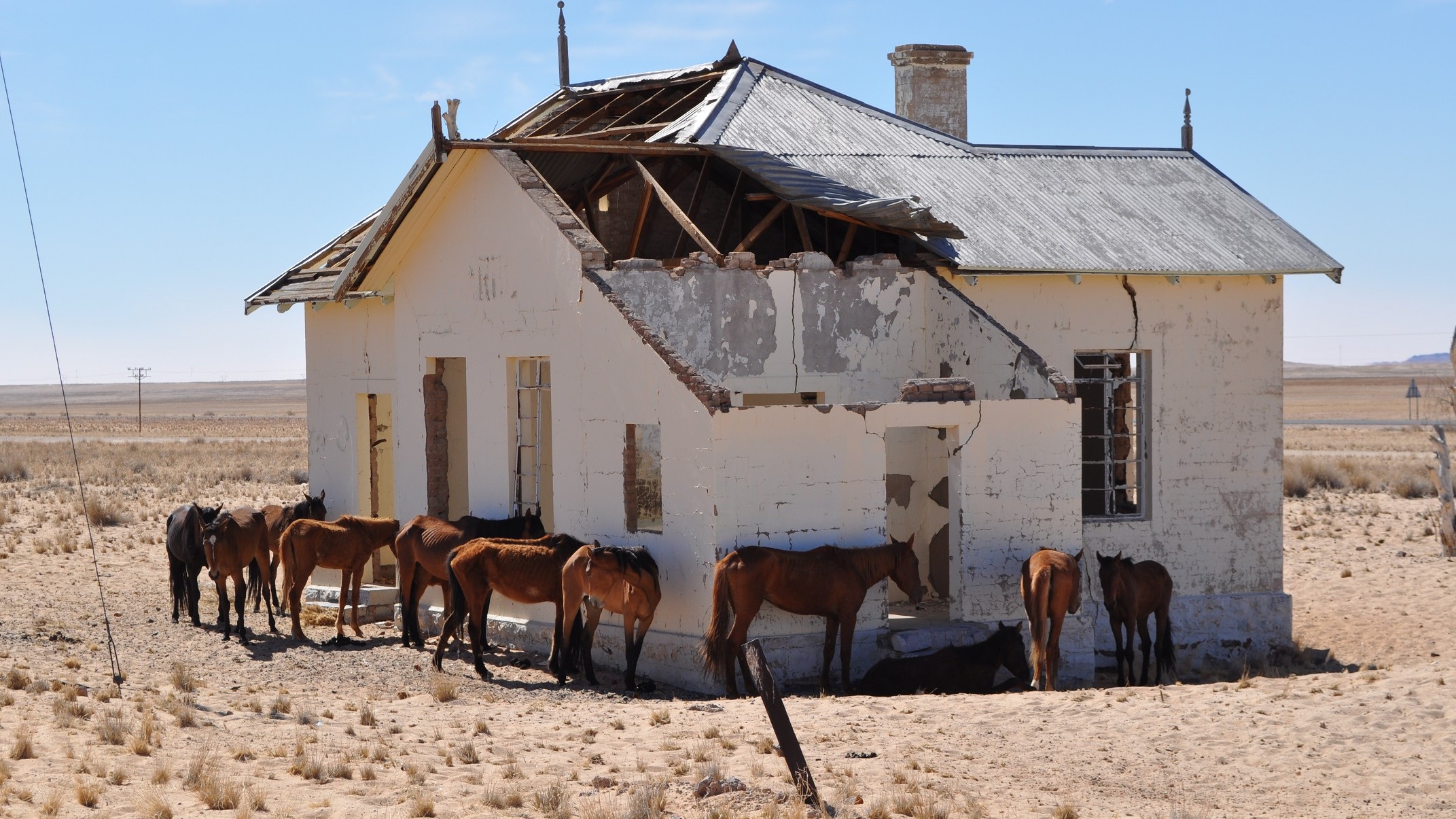 Namibia, turisti devastano un punto di osservazione per i cavalli selvaggi