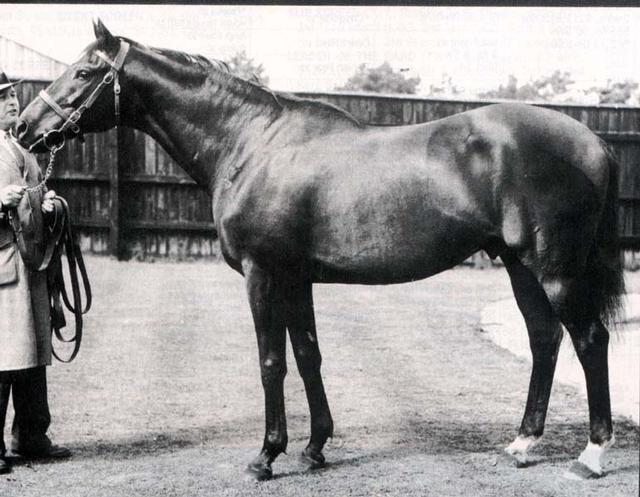 Nearco