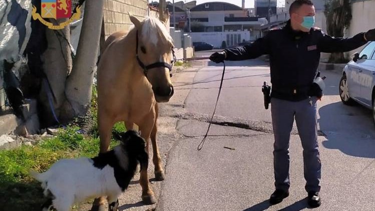 Esce per la passeggiata igienica dei suoi pet: ma sono un cavallo e una capra…
