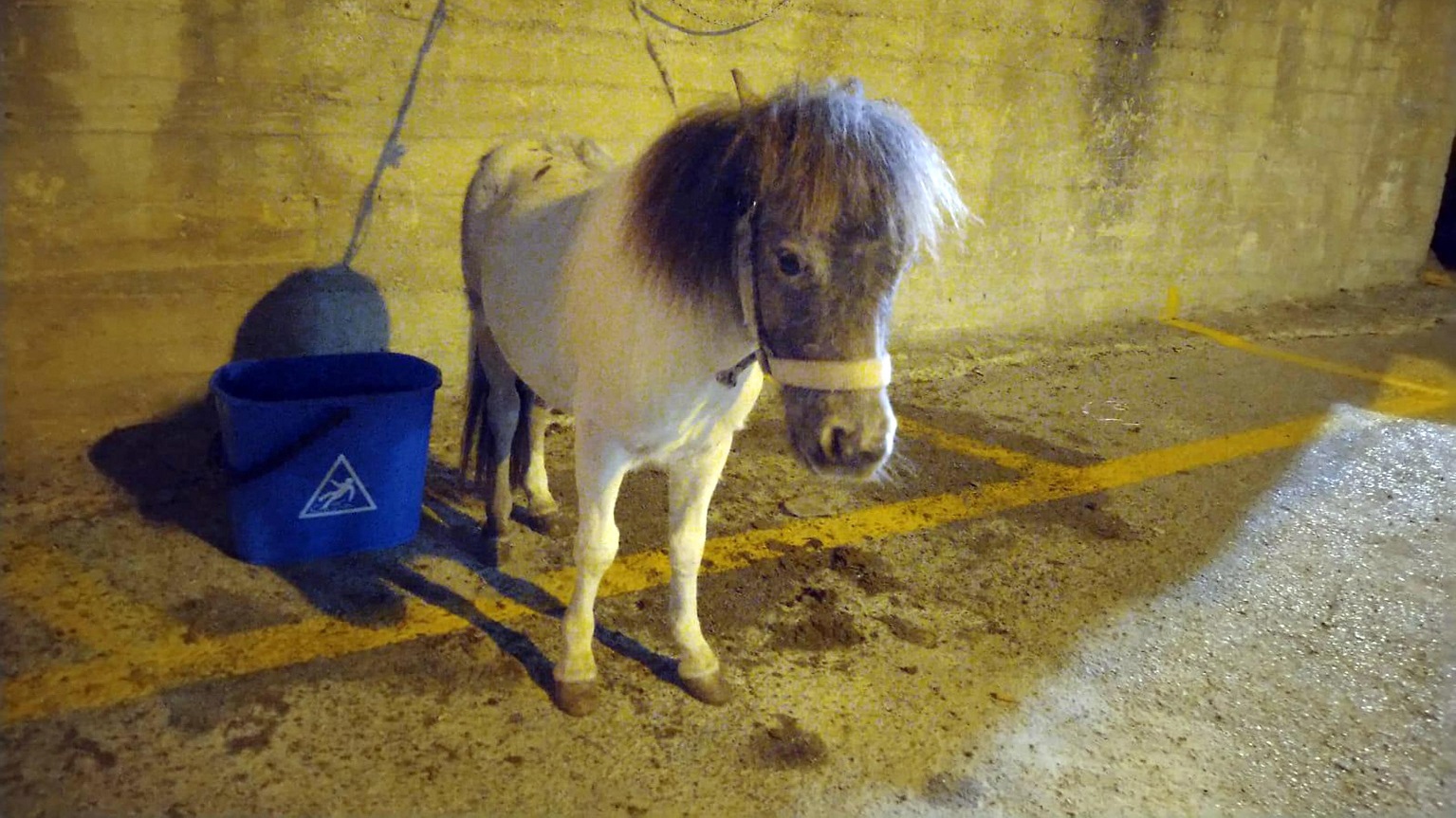 Sicilia, trasportava un pony sul Doblò: multato