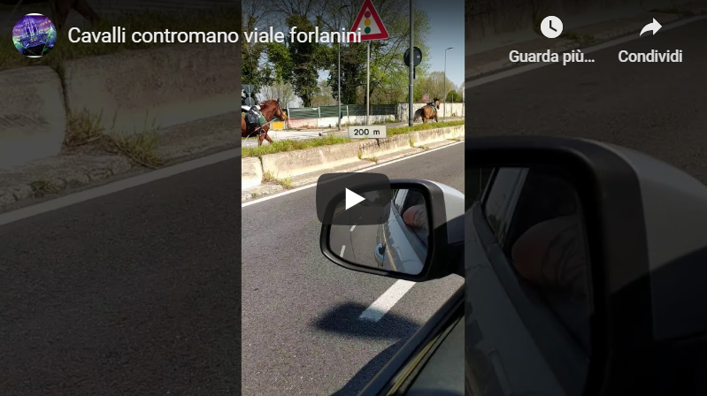 Milano, cavalli al galoppo su viale Forlanini: erano quelli delle Giacche Verdi