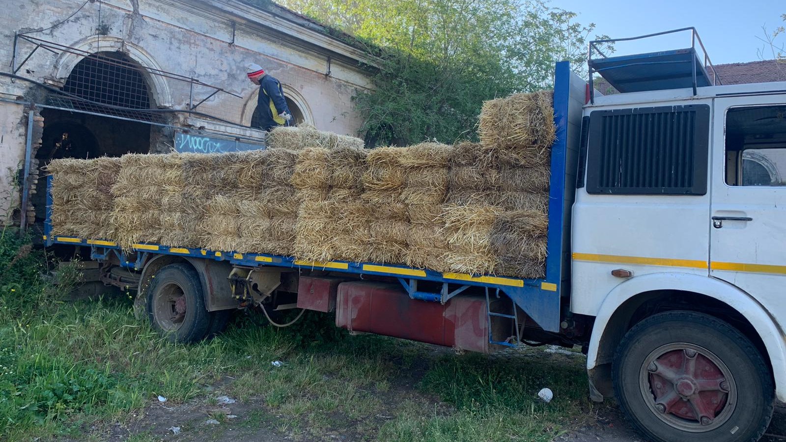 Roma, arrivano i nostri: fieno e solidarietà  per i cavalli delle botticelle grazie all’appello di Horse Angels