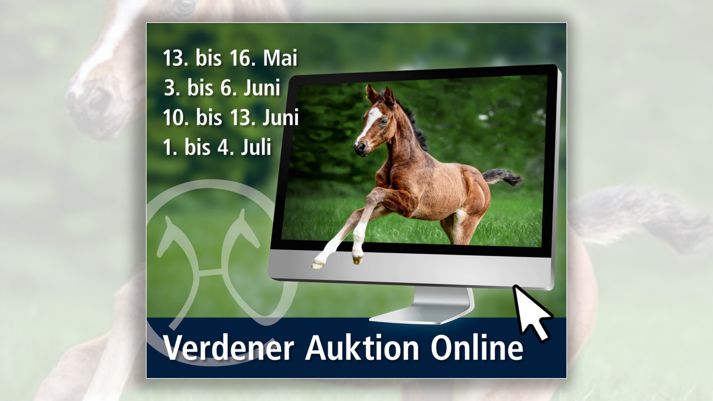 From May to July, customers and friends of the Hannoveraner horse will have the opportunity to buy selected foals at a total of four online auctions