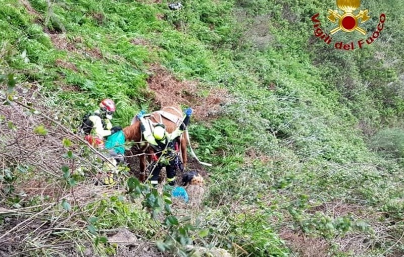 Reggio Calabria: cavalli e pony richiedono gli straordinari ai Vigili del Fuoco