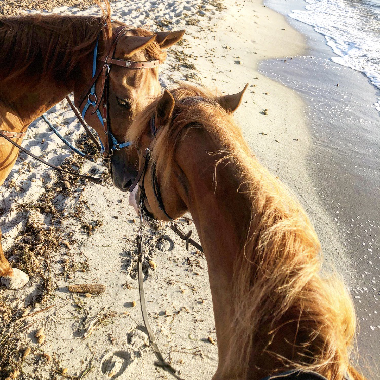 Horse Country Riding Center Resort ACTIVITIES 27