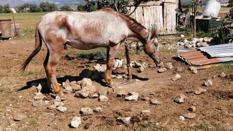 Abruzzo: cavalli abbandonati e denutriti, denunciato il proprietario
