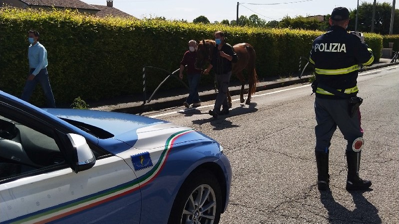 Treviso: travolto dal suo cavallo mentre lo porta a mano lungo la ciclabile, è grave