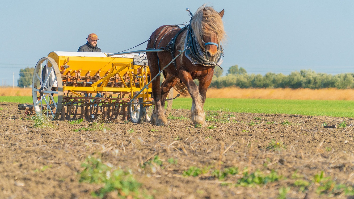 Cavalli da lavoro: il Pastificio Dedda e il tempo di Unick