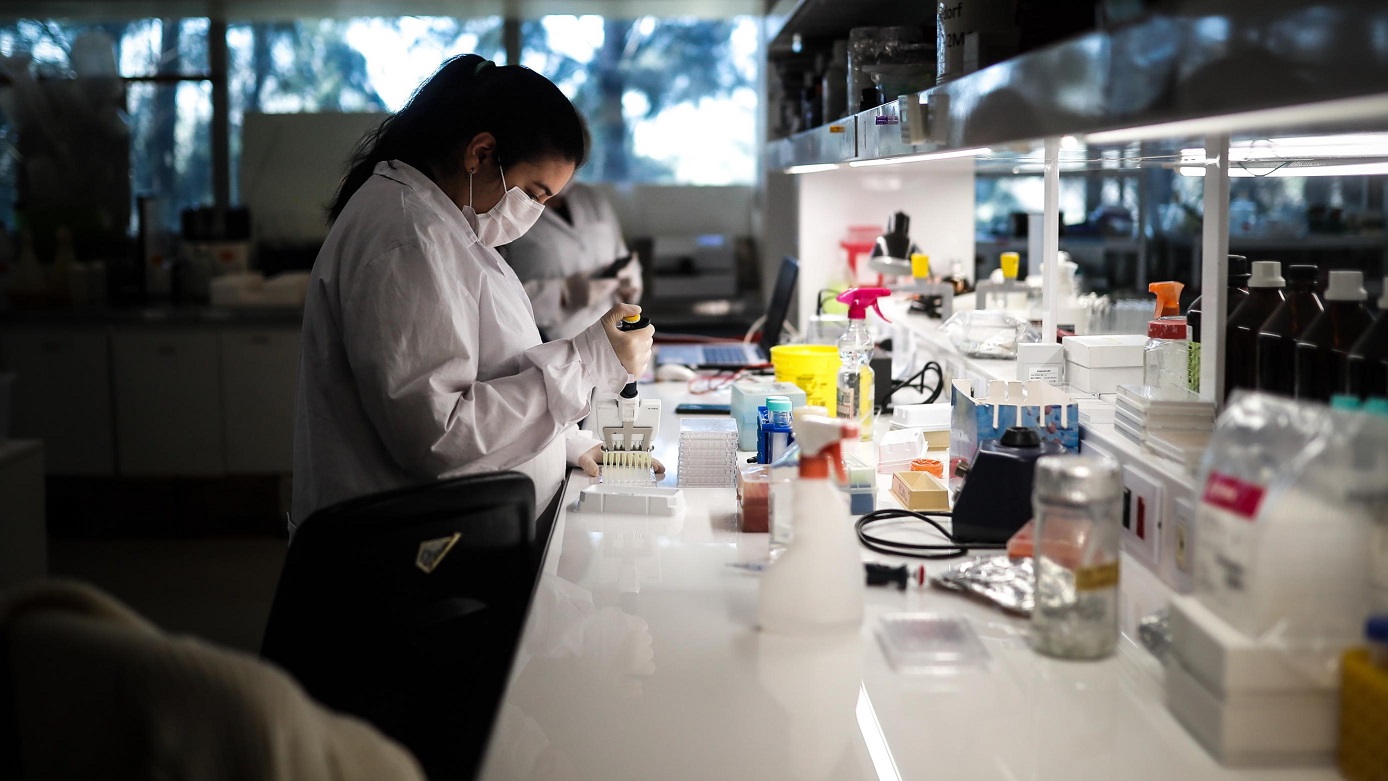 Argentina: il coronavirus bloccato dagli anticorpi dei cavalli