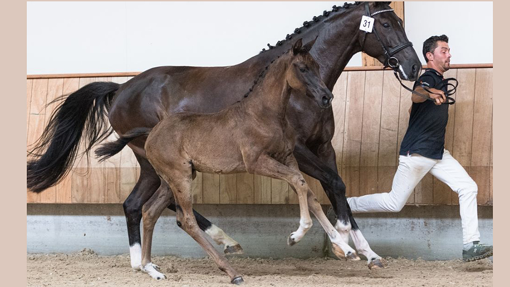 First Kwpn Auction Online Edition coming up