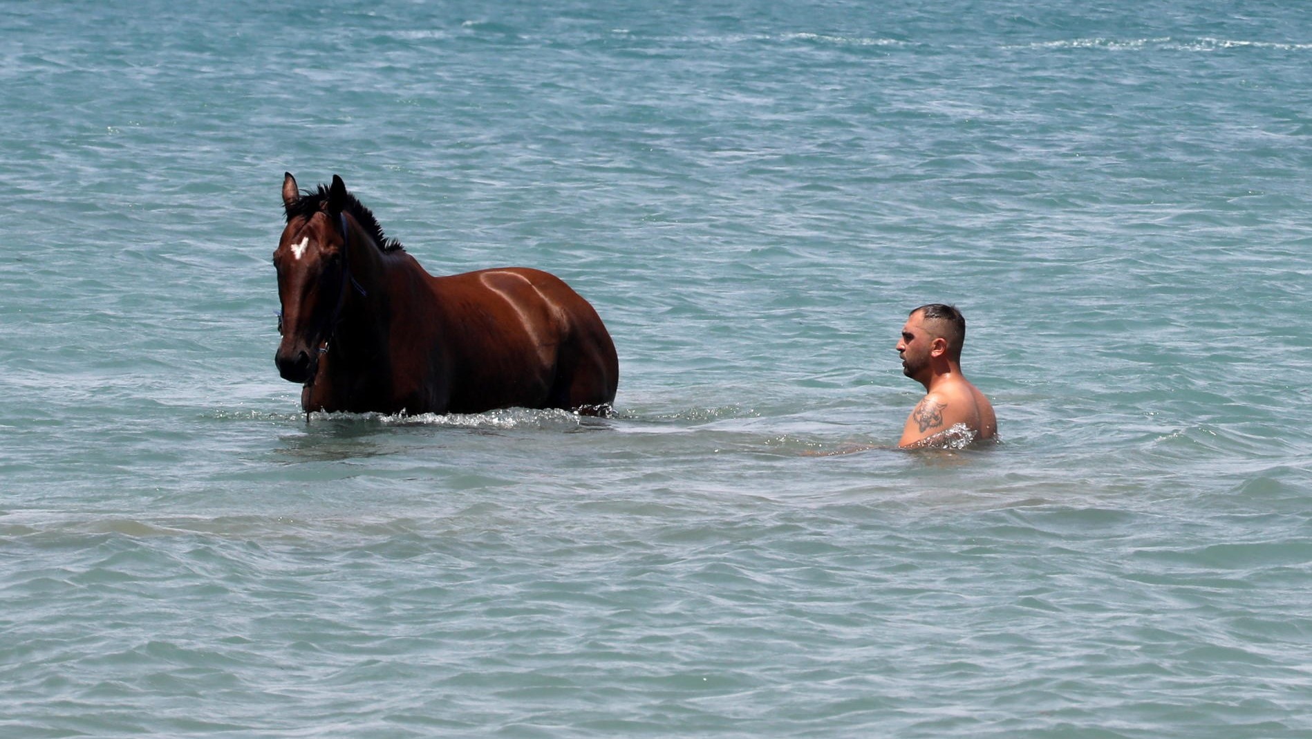 Cavalli, canicola e bagni di mare