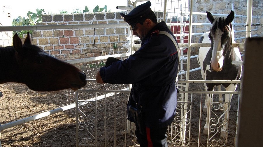 Falsificava documenti di cavalli sportivi per macellarli: denunciato