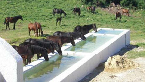 Allumiere, l’Università Agraria fa pulizia: cavalli Tolfetani in cerca…d’autore?
