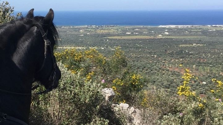 La Puglia, tra vini e cavalli: masserie candide per i morelli delle Murge