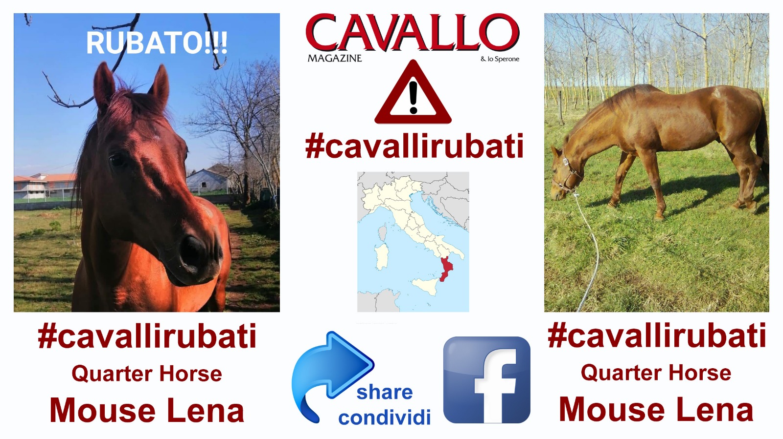 Cavalli rubati: in Calabria spariti uno stallone Quarter Horse, due fattrici e un puledro