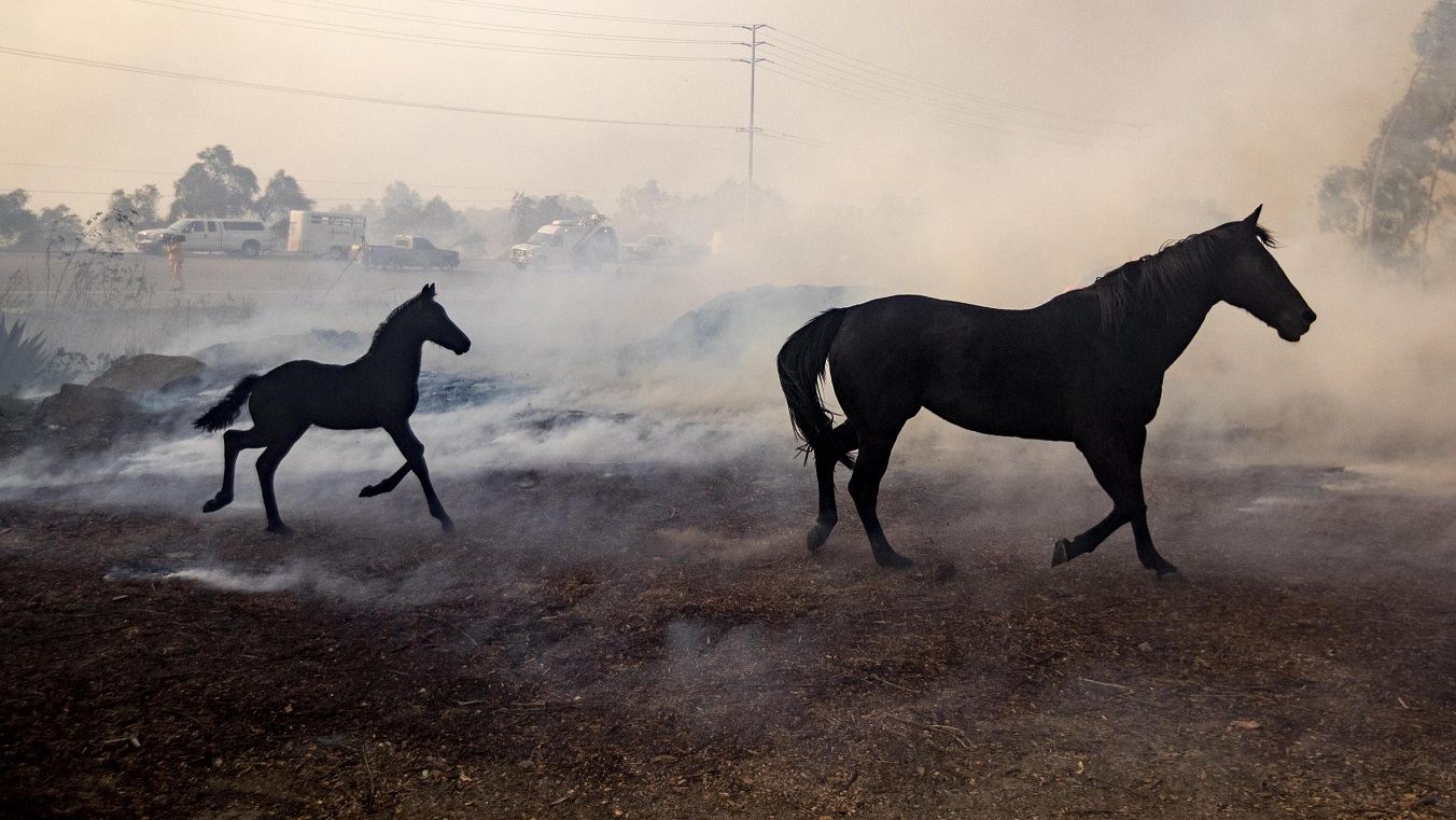 Ad Azul, puledrino di sogno