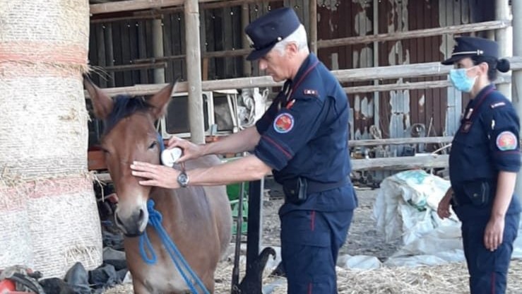 La Spezia, equidi vari non dichiarati e movimentazioni senza documenti: 3.600 Euro di multa