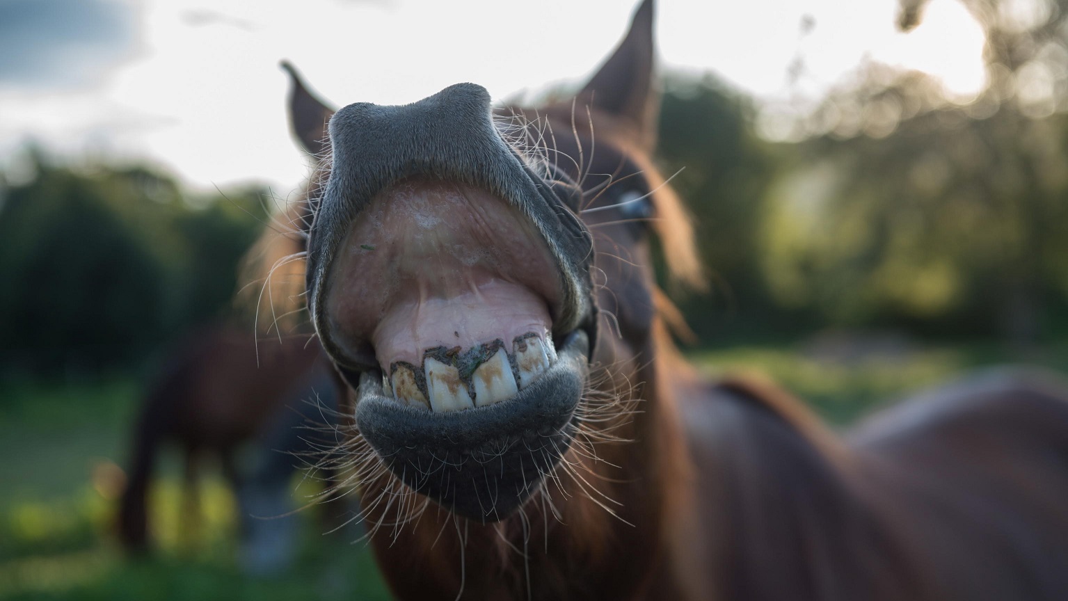 I denti dei cavalli: a me il sorriso, please!
