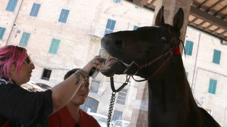 Siena senza Palio per la prima volta dopo 76 anni: ma Istriceddu e Già del Menhir hanno girato