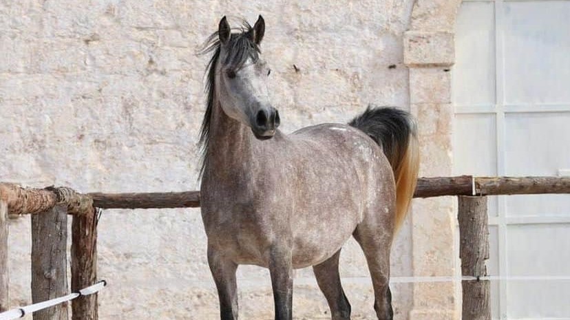 Continua la razzia di cavalli in Puglia: tre Purosangue Arabi rubati a Martina Franca