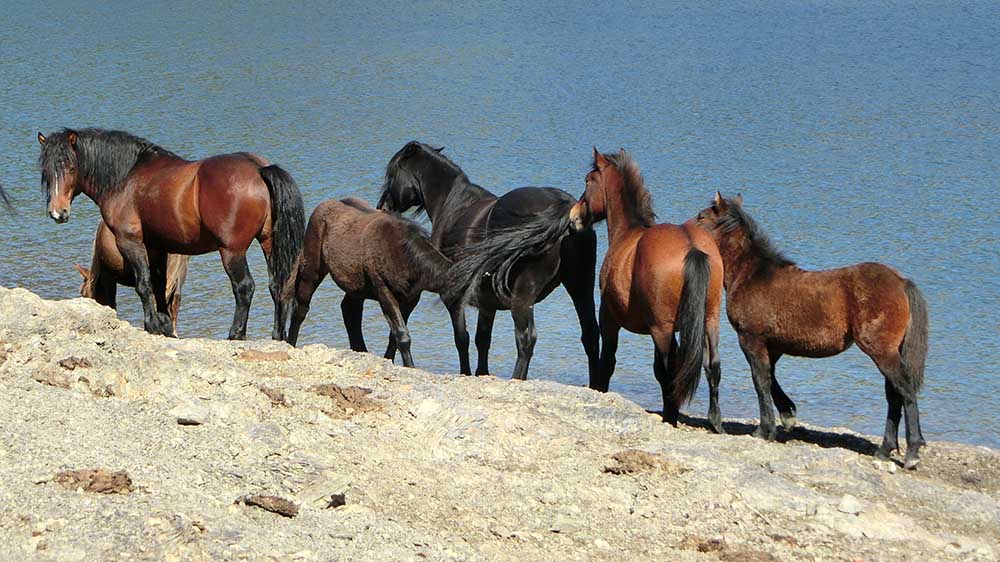 Aveto: i rewild sono protetti ma serve dare continuità