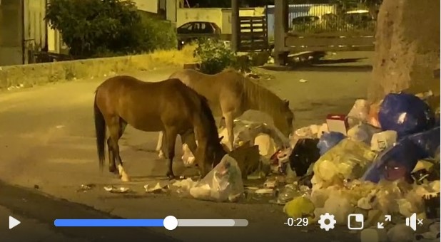 Reggio Calabria, cavalli come topi: mangiano i rifiuti