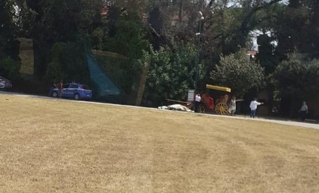 Il cavallo morto alla Reggia di Caserta? non era quello autorizzato al servizio