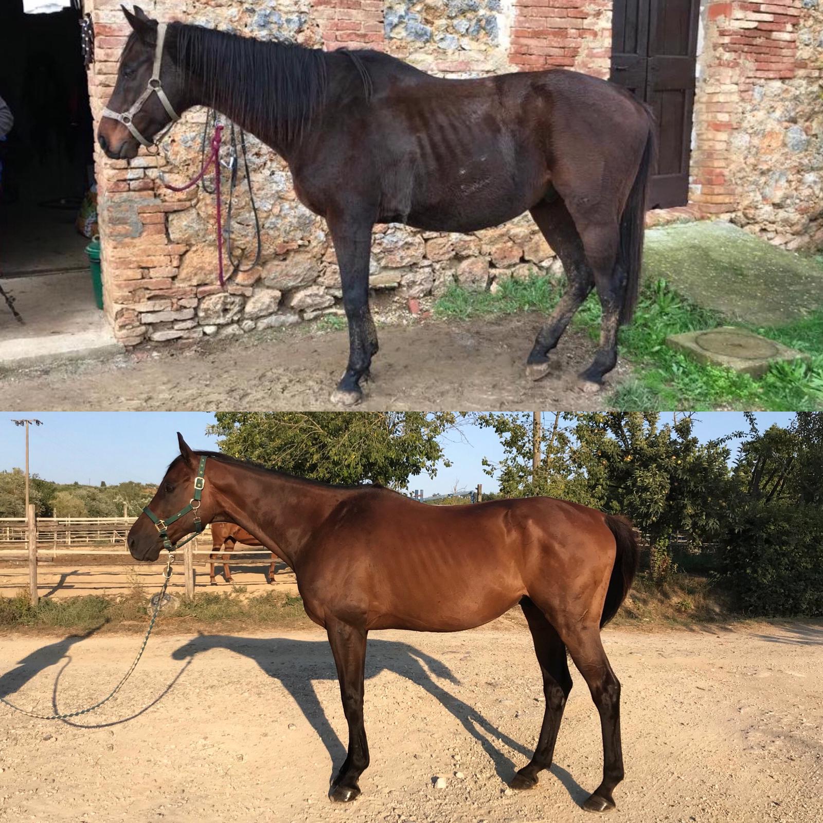 evasion stuk prima e dopo 2