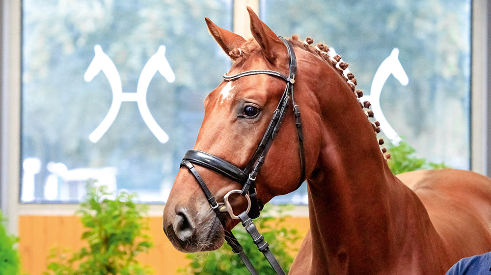 Elite Auction at the Hannoveraner Verband