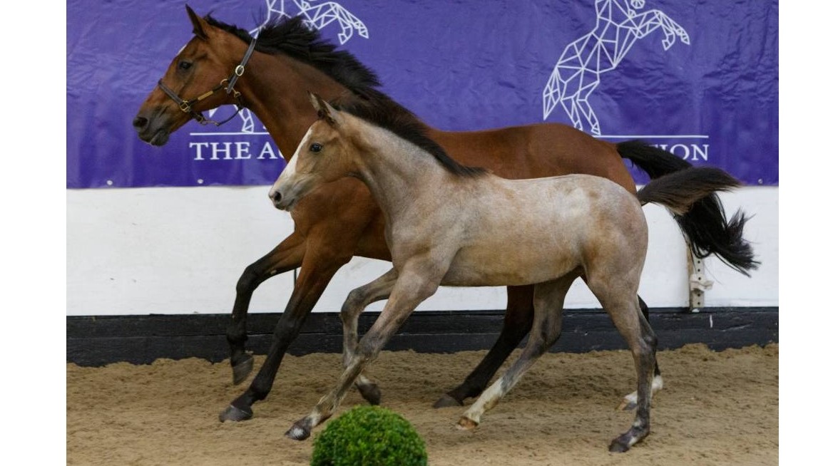 Babes Horses: sette cavalli top per The A.D. Auction